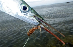 Garfish love foam too! Garfish love foam too!