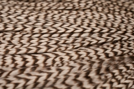 Nicely barred Nicely barred