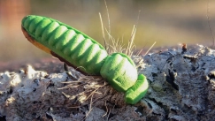 Firehole 316 side Firehole 316 side