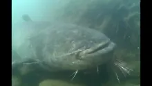 Video thumb for Silure on the fly