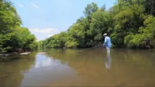 Video thumb for Blue Wolf Fish - Tararira Azul