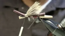 Video thumb for Amy's Ant
