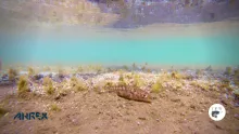 Video thumb for Stickleback's and brown trout parr in Veiðivötn