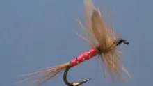 Video thumb for Betty's Pink Lady