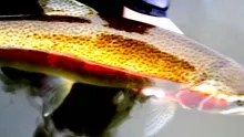 Video thumb for Lake Oostvoorne, August 2010