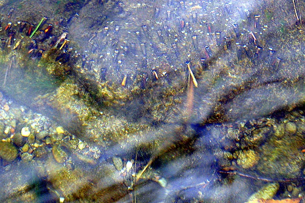 Caddis - My little point-and-shoot camera does not penetrate the glare of the stream as well as my polaroid glasses, but you can still see the caddis attached to the rock here. There were everywhere. I would like to be on this stream during a caddis hatch. It must be a sight to see.