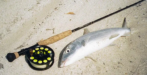 Bonefish resting for a photo - This bonefish about to be released, clearly shows the ventral orientation of the fish and its small, downturned mouth. See <a href="/fishbetter/bonefish/biology.php#detail_mouth">a detailed photo here</a>.