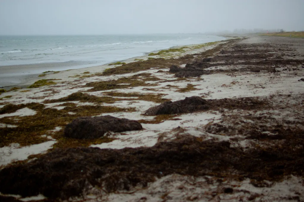 The open ocean - On the outside of the Ishoej Harbor behind the dunes you will find Ishoej Beach, a popular place to swim in the summer, but definitely worth a visit with a rod in the colder seasons where sea trout, garfish, flatfish and ide are possible catches