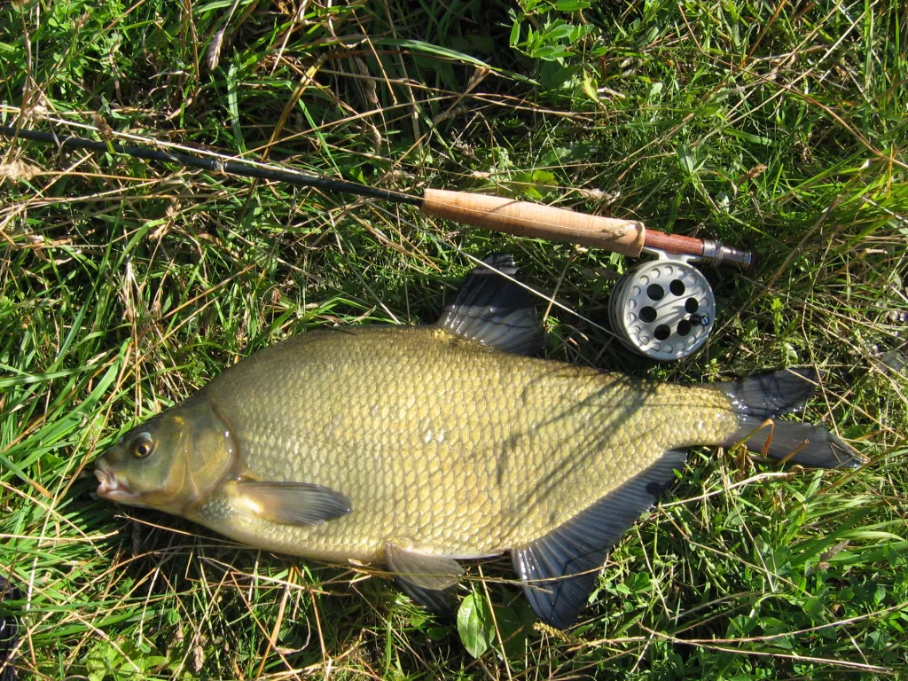 A large bream - Caught on a heavy nymph in the Great Vejle Stream