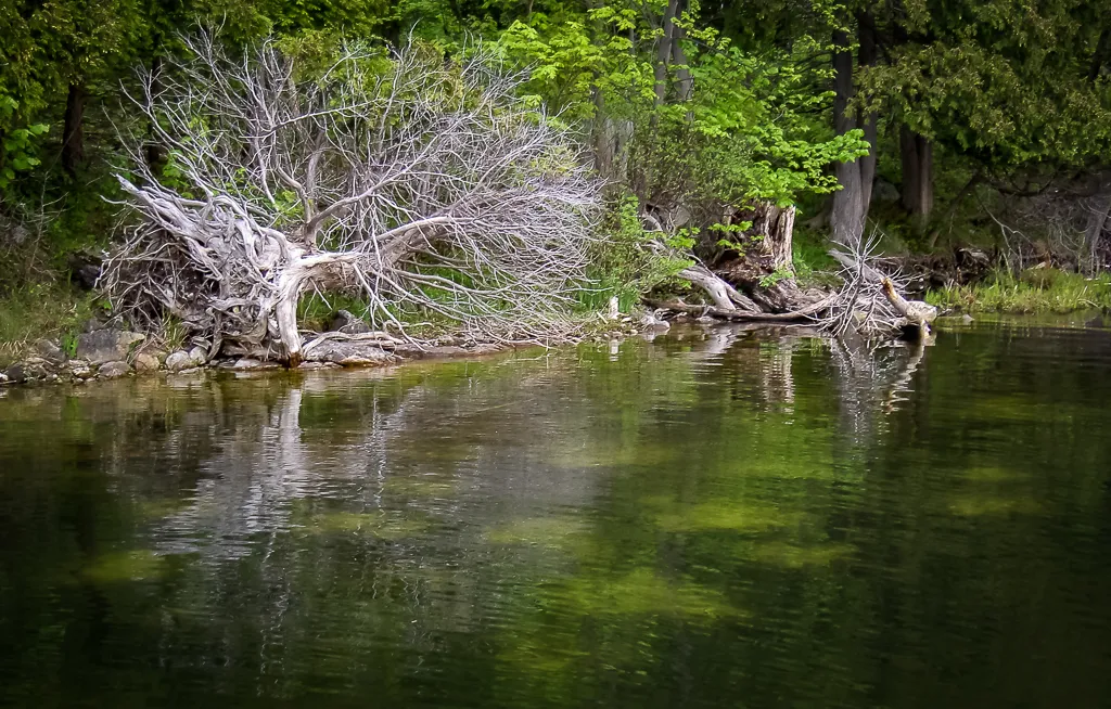 Beds - The timing of the spawn can vary from year to year. Sometimes you will see beds like this along the shoreline, each with a fish on guard, and other years there will be none visible. It all depends on how warm or cold the winter and spring are, and how the lake waters are impacted.
