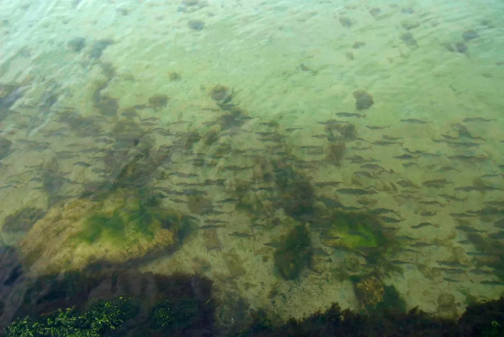 Roach in sight - These fish are not large - all under 1 lb., but sight fishing for them in the clear water can be a lot of fun