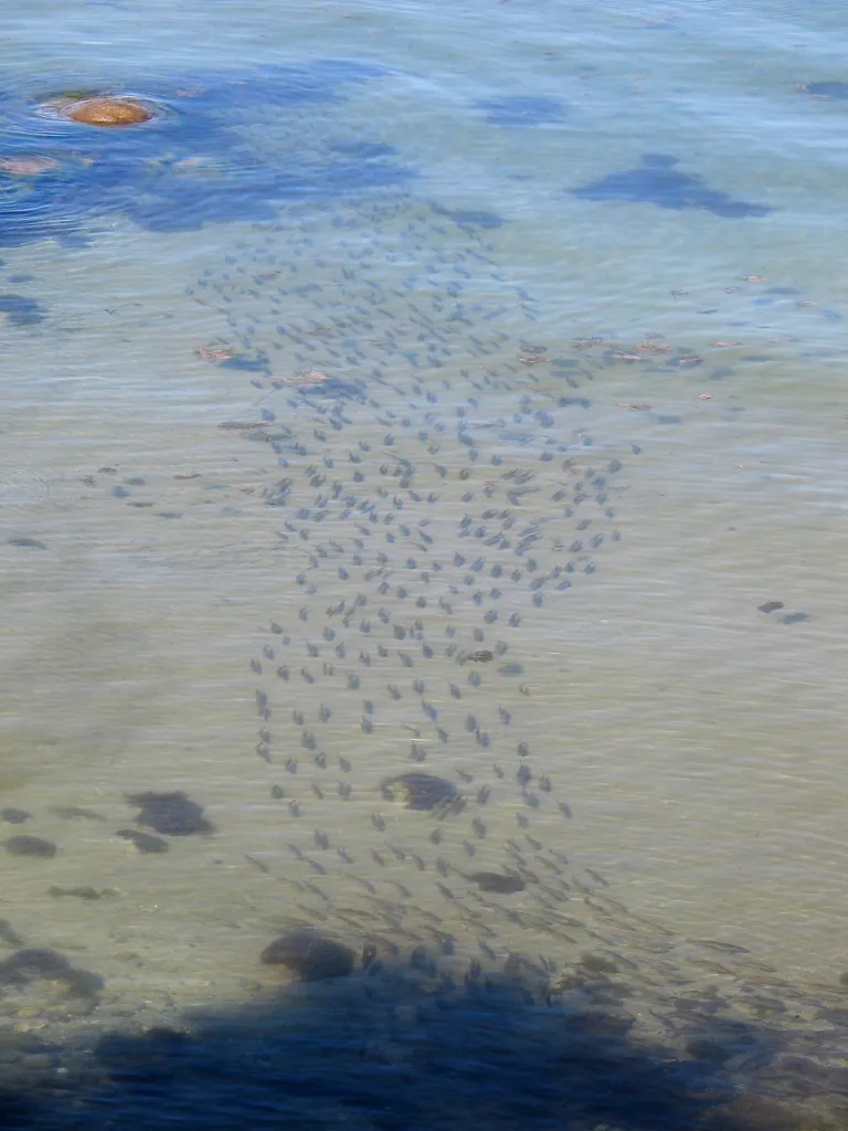 Roach! - A large school of brackish water roach spotted from a cliff at Stevns