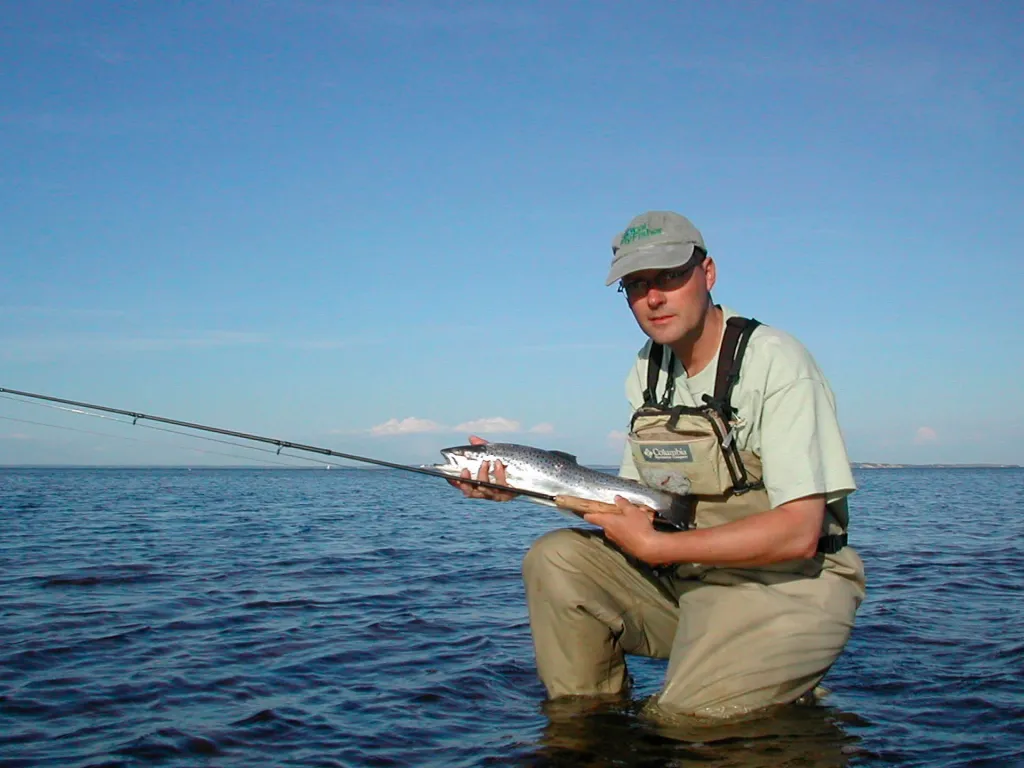 Oresund sea trout - This fish was caught late May in the water outside Nivå north of Copenhagen
