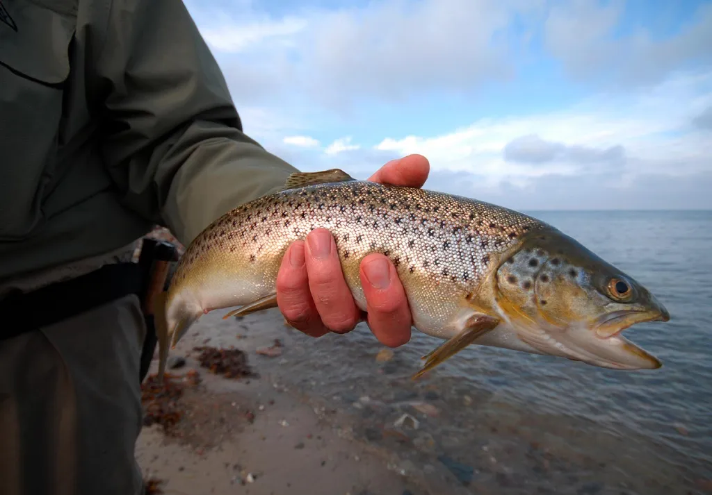 Autumn fish - When the water gets colder, the sea trout take on spawning colors and come to look a lot like the brown trout that they actually are